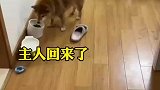 当正在吃饭的狗子，看见主人回来后的反应太可爱了