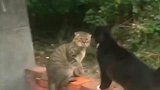 明明敢打这只黑猫，却偏偏还要做出一副害怕的样子