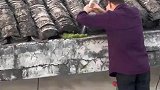 男子真的很爱护屋檐上的小草