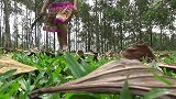 野人躺着吃水果，美女路过要出手，拿起水果就溜下山！