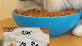 猫:不吃饭你就这样对我？家里养了干饭王，要用金装好猫粮金装好主人猫粮 猫粮