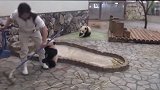 熊猫在日本太嚣张，竟成了动物园小霸王，碰到女饲养员就求抱抱