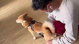 回家第一件事就是，检查主人是不是在外面有狗了