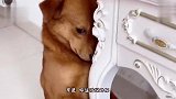 狗：我都这么可怜了，你还舍得打我？