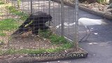 老鹰捕食兔子，下一秒兔子突然“蛇皮走位”，镜头拍下精彩一幕！