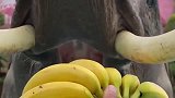 挑战吃香蕉不剥皮，这些香蕉还不够大象塞牙缝的