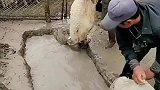 这是在干嘛，羊头朝下是让它喝泥浆水加秤吗