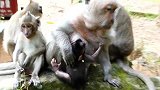 新生儿猴子试图走出去玩，猴妈妈紧紧的抱住不让它走