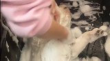 看这只狗来我家洗澡，一副顺其自然的模样，一看就是有经验了哈哈