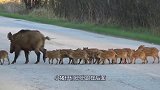 野猪妈妈带着小猪崽过马路，还知道排队，怎么有点可爱啊