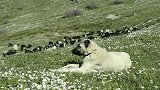 不惧严寒，看羊是它们的天职！牧羊犬的王者坎高犬
