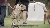 小猎豹没有父母，狗狗陪伴长大，成年猎豹成了狗子最硬的后台