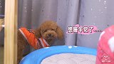 狗狗在幼儿园午休，抢别人的床！