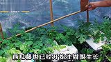 塑料筐+编织袋就能种出西瓜？在家简单组合一下，就自带堆肥系统