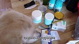 用火腿肠给小花喂驱虫药，狗狗很配合，土狗比我们想象的更懂事