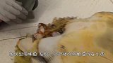 海龟奄奄一息！嘴里塞满黄色“海带”，渔民往外一拉瞬间泪目！