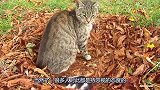 男子看到流浪猫睡在落叶上，猫妈妈的举动很有爱场面令人感动