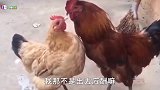 鸡夫妻吵架现场，真实到没朋友啊，哈哈哈
