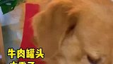 这牛肉罐也太香了吧！