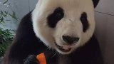 熊猫这是什么东西，怎么和竹子的味道不一样呢！