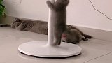 趁主人不在家，猫咪又开始跳钢管舞了，这妖娆的姿势太有样了！