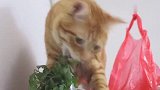 重口猫咪竟然爱吃香菜不给吃还追着要，猫：其实我是一只小羊咪