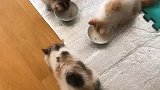 午饭时间到，喝奶奶