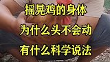 摇晃鸡的身体，为什么头不会动，有什么科学说法