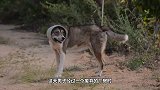 流浪狗被卡在墙缝里奄奄一息，幸得好心男子相救，镜头记录全过程