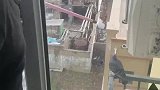 就这水平鸽子站着都套不住