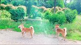 逗一家的日常～不乱跑隐居在林间～悠然享受每一天