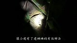 味道晚上捕捉蛐蛐也不是一件容易的事，不过他们乐此不疲