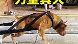 比特犬的力量真大，这么重都能拖动