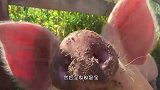 猪的“指甲”很珍贵看完这个视频，估计很多养猪的人都后悔了吧