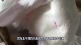 兔子一喝水就会断肠而亡？和我们想象中不大一样，现在知道还不晚