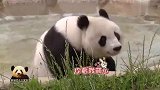 坐在水池里的熊猫旦旦一动不动好呆萌，难道又在思考熊生大事？