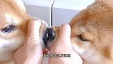 猫生不易，全靠演戏