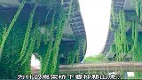 为什么高架桥下要种爬山虎