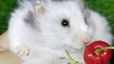小仓鼠吃樱桃真是十足的小吃货，真可爱