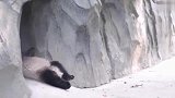 国宝熊猫：来自憨憨熊猫最后的倔强！