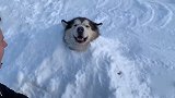 雪橇犬看到雪不走了咋办？铲屎官：把它埋在雪里！
