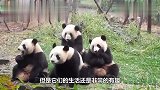 不小心拍死小鸟,大熊猫非常的惭愧：我真的不是故意的