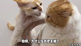 这是耗子啊你要是说它能吃猫我都信