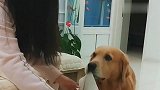 一只懂事的金毛，看完没有不狠狠点赞的，太招人喜欢了