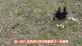 蛇袭击小鸡，遭到母鸡的猛烈攻击，网友：为母则刚