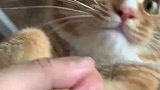 橘猫拆家被抓现行，满脸无辜地看着铲屎官