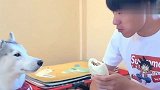 哈士奇想吃肉包子，一听主人说是狗肉馅的吓得撒腿就跑，太搞笑！