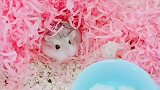 爱宠的蔡可爱 宠物鼠 仓鼠 宠物