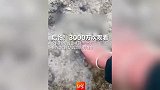 3000万次观看，女网红海边徒手拣“漂亮海螺”玩