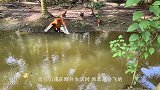 不是镜头拍下谁信？猫咪被老鼠追了半条街！这事够老鼠吹一辈子！